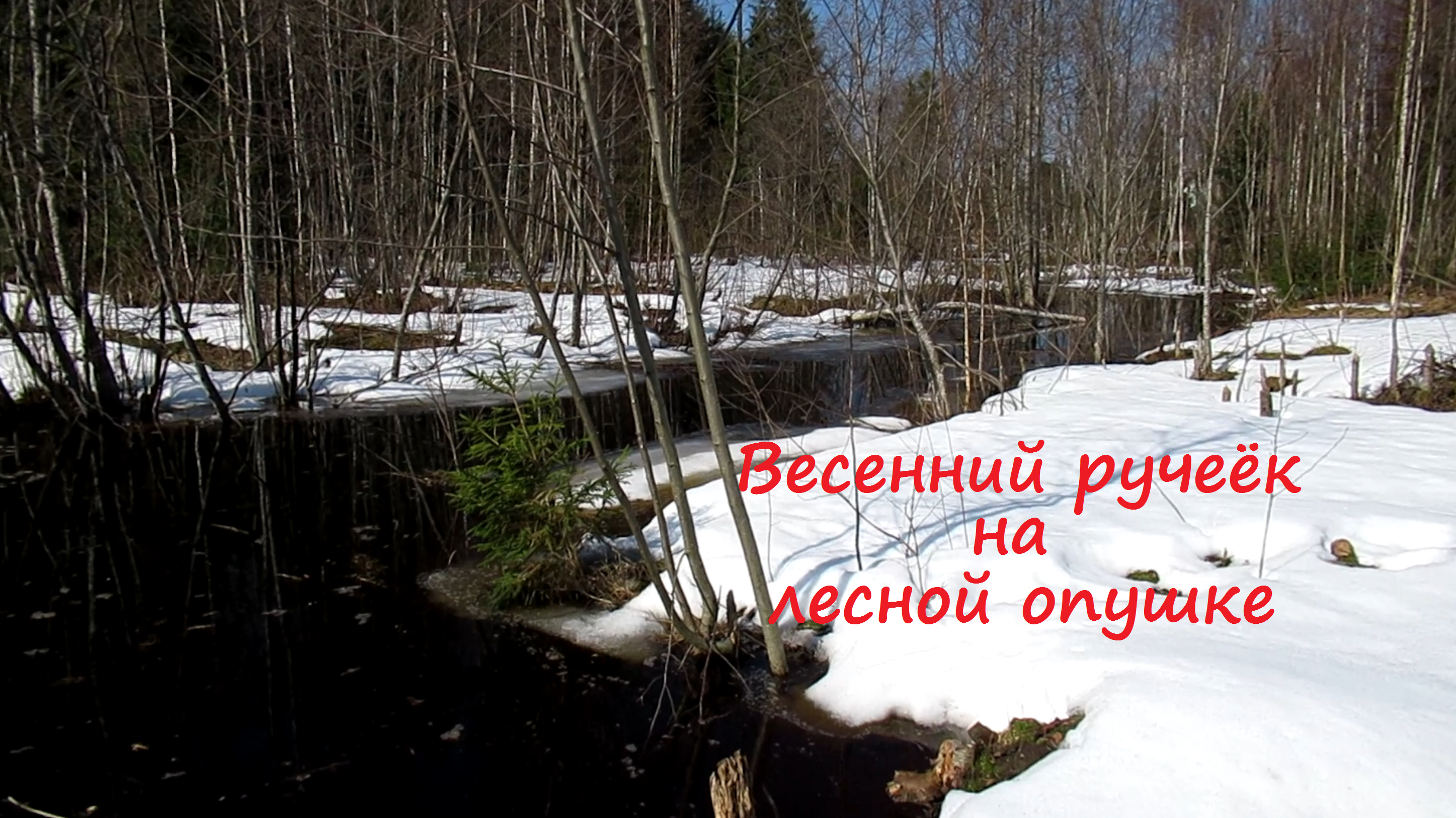 Весенний ручеёк на лесной опушке смотреть онлайн