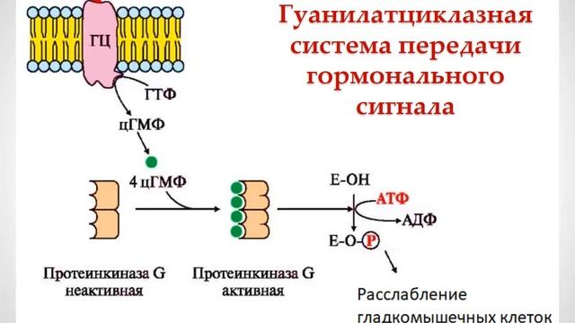 ІІ четверть Биология, 11 класс, Координация и регуляция, Передача гормональных сигналов смотреть онлайн
