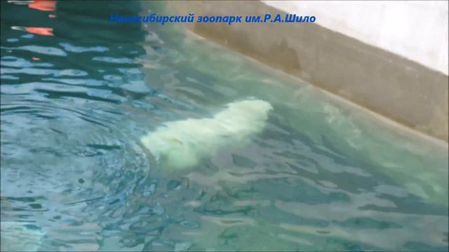 Мишки наслаждаются прохладной водичкой 03.08.2021 смотреть онлайн