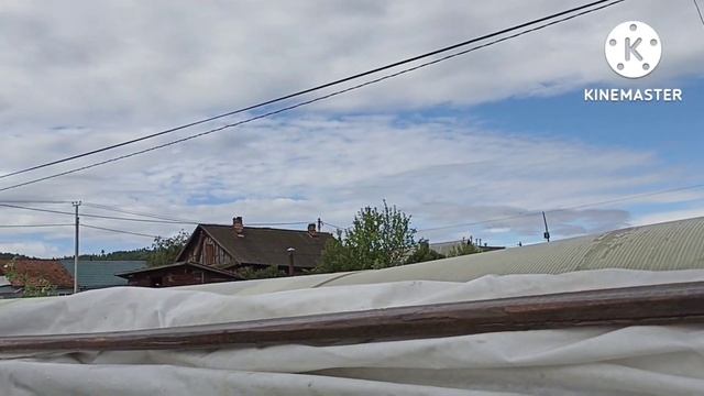 Сибирь. Обзор и дегустация томата Гари О Сена. смотреть онлайн