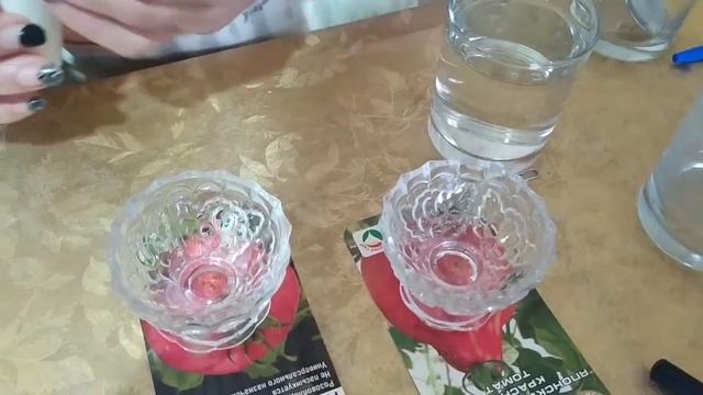 С этими сортами у вас будет миллион помидоров Сажаю помидоры правильно смотреть онлайн