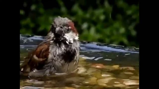 Video joke "Show me your hands! Ну, давай, покажи мне свои ручки! :-))))) смотреть онлайн