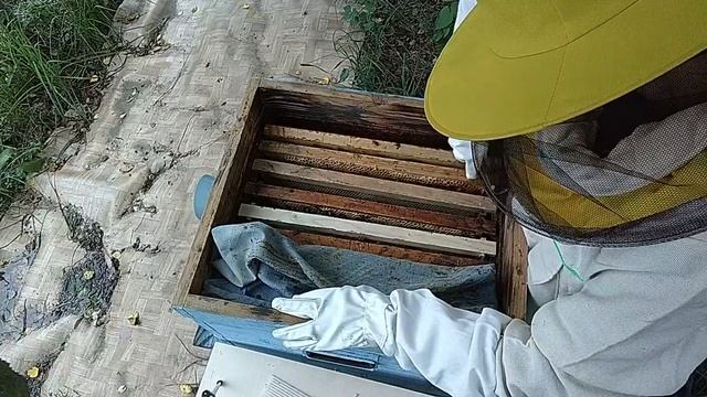 Летний осмотр пчел. Как бороться с муравьями в улье? смотреть онлайн