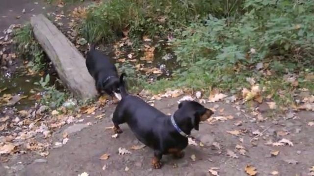 024 Мои коротколапочки на прогулке.Макс Ашманн парк. смотреть онлайн