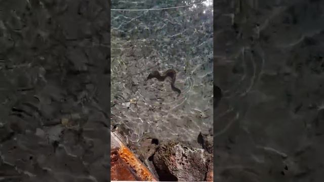 Охота на мурену смотреть онлайн
