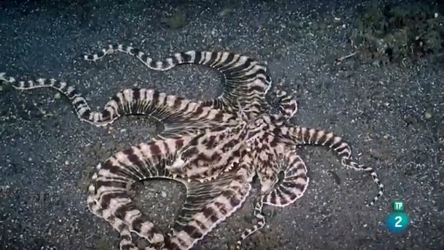 Documental: El Planeta Bajo El Agua - El Desierto Bajo El Agua