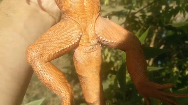 Последние солнечные деньки гуляю с игуанами!!! Красная игуана не та за которую себя выдает ??? смотреть онлайн