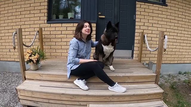 Американская Акита Молли/ Добро пожаловать на канал TAMS смотреть онлайн