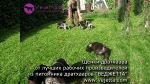 Щенки дратхаара от лучших рабочих производителей из питомника дратхааров «ВЕДЖЕТТА»