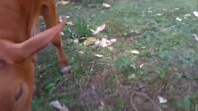 making seaweed salad and harvesting Buko. смотреть онлайн