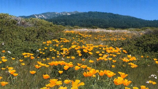 Земля в молитве пробуждалась - Святая Троица! смотреть онлайн