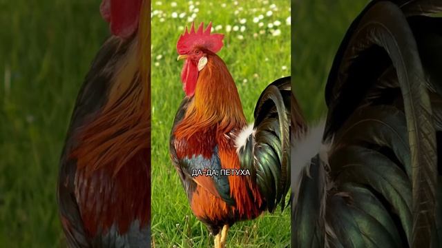 Кто первым заходит в новый дом? смотреть онлайн