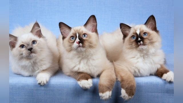 День КОШЕК в России. Степанова Н.Л. ШКИДСОЗВЕЗДИЕ смотреть онлайн