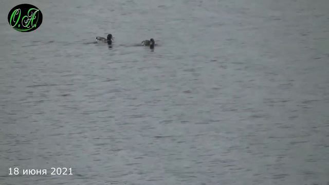 ГОРОД ОККУПИРОВАЛИ ПТИЦЫ \ УПАВШЕЕ ДЕРЕВО - ВЕТЕР ПОМОГ \ МОШКА, КОМАРЫ И ПРОЧИЕ КРОВОСОСУЩИЕ смотреть онлайн