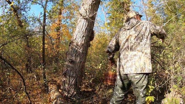 Поиск грибов в засуху, вешенки, тополевая рядовка. смотреть онлайн