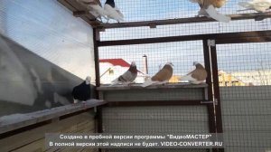 Пермские белоголовые, слизастые и гривуны. Кировская область.