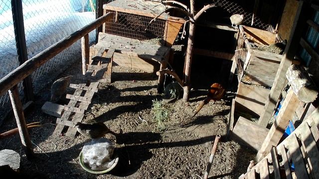 Витамины фазанам. Вольер для птиц в домашних условиях. Серебряный и охотничьи фазаны в одном вольер смотреть онлайн