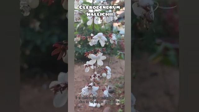 Clerodendrum wallichii ||Garden flowers|| смотреть онлайн