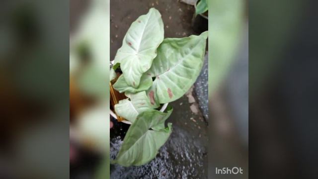 Syngonium Milk Confetti смотреть онлайн