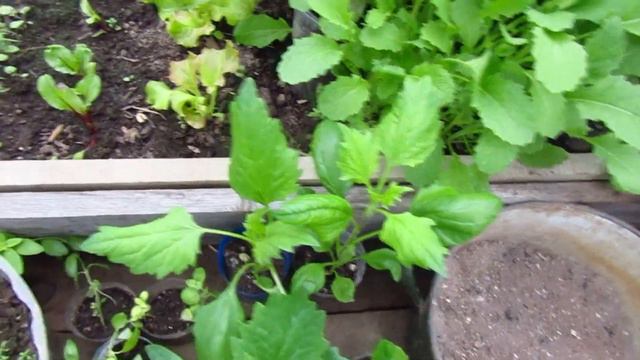 Зеленушка в теплице смотреть онлайн