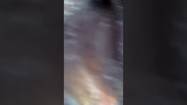 Мертвая собака которую загрызли волки смотреть онлайн