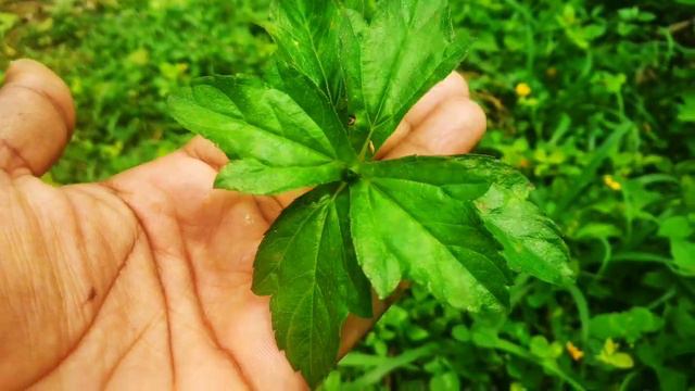 ഈ ചെടി ഒരിക്കലെങ്കിലും കണ്ടിട്ടുള്ളവർ ഇതു അറിഞ്ഞിരിക്കുക|ഈ ചെടിയെ смотреть онлайн