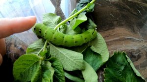 Гусеница с рогом на хвосте.Бражник