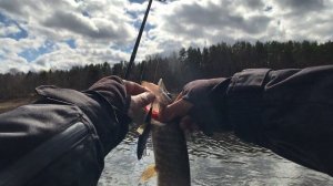 Простая ловля щуки в апреле