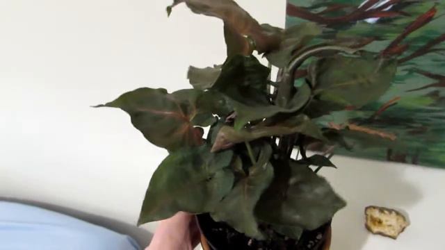 Personal Plant Preference