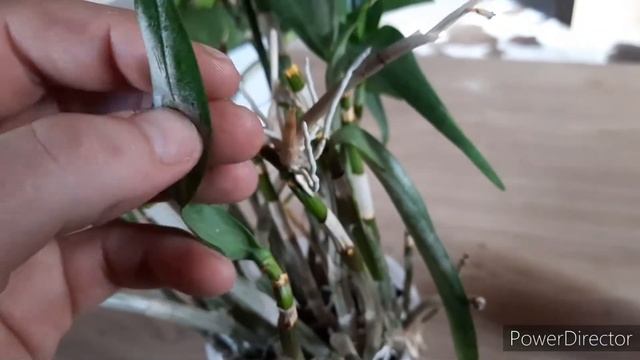 Dendrobium Berry Oda Care and Culture #CareCollab #orchids смотреть онлайн