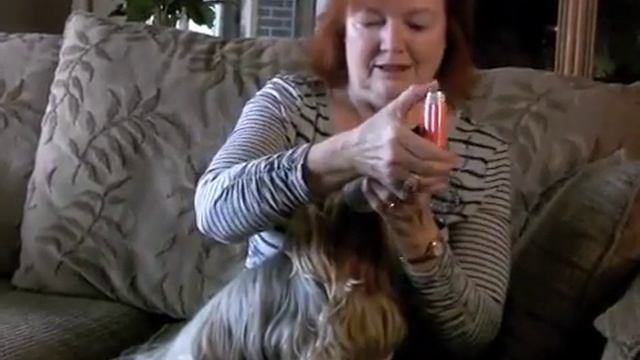AeroDawg* Canine Aerosol Chamber - Demonstration