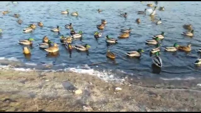 Прекрасное декабрьское утро в одном из городов Подмосковья. смотреть онлайн