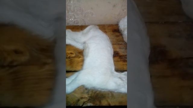 Лечим беломышку у козлят. смотреть онлайн