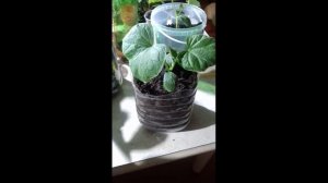 РАССАДА ОГУРЦОВ ЗИМОЙ-ВЕСНОЙ В СИБИРИ НА ПОДОКОННИКЕ, ПОДСВЕТКА ОГУРЦОВ.ОГУРЦЫ ВЫРАЩИВАНИЕ.ОГУРЦЫ