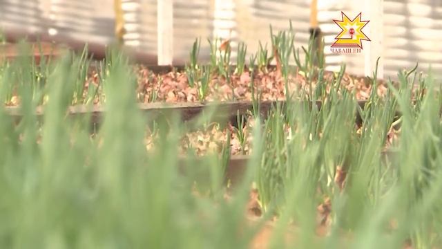 Черви-старатели смотреть онлайн