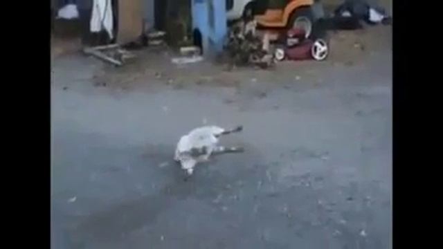 Испугали козла смотреть онлайн