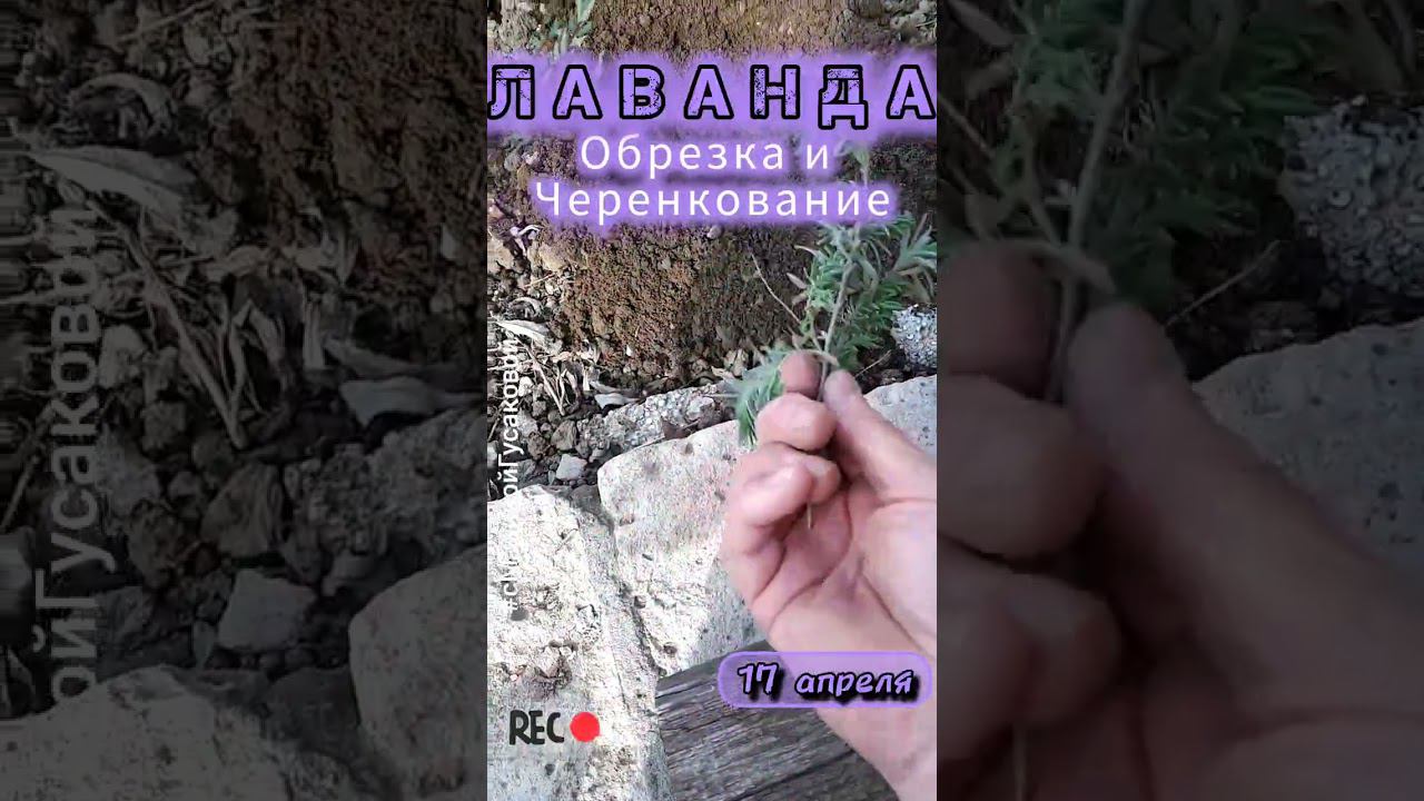 ЛАВАНДА. Правильная обрезка для пышного цветения. Весеннее черенкование | с Мариной Гусаковой смотреть онлайн