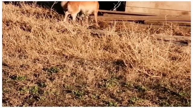 Финский Шпиц. Карело Финская Лайка. смотреть онлайн