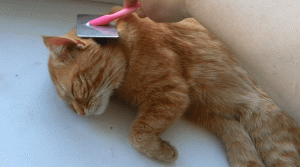 Кот и щётка