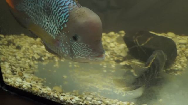 Нерест цихлид (Бирюзовая Акара - (Aequidens rivulatus) смотреть онлайн