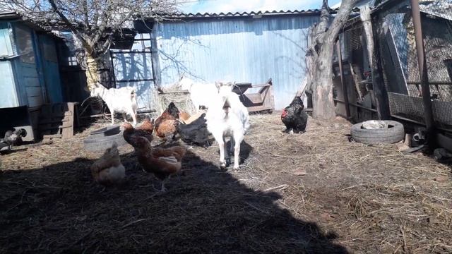 Козы на прогулке,стройка сарая - не откажусь от помощи. смотреть онлайн