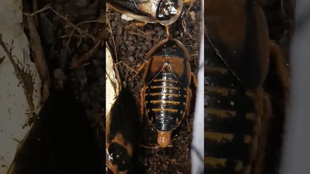 Оотека таракана. #тараканы #мадагаскарскийтаракан #таракан #насекомые #обзор #домашниетараканы смотреть онлайн