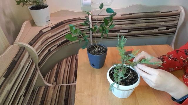 Дилетантка формирует бонсай смотреть онлайн