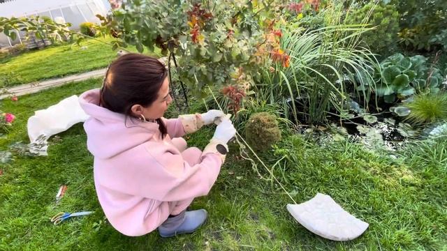 Укладываем штамбовые розы на зимовку. смотреть онлайн