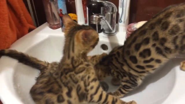 Забавные бенгальские кошки смотреть онлайн