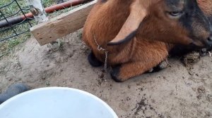 Остановка рубца у коз/наше лечение/ферма в лесу