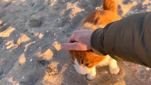 Морской кот!