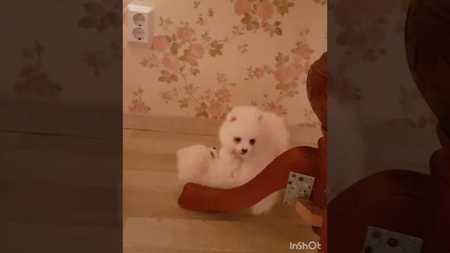 Шпици беляшики смотреть онлайн