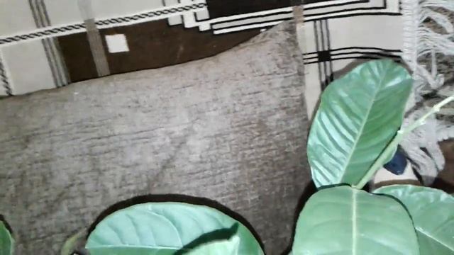 Лимон, цветение и уход смотреть онлайн