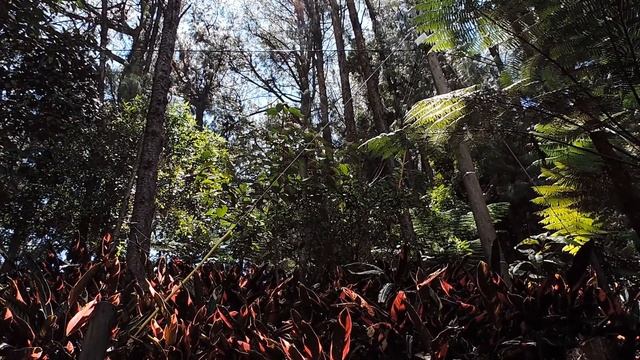 Шелест листвы / Звуки природы смотреть онлайн